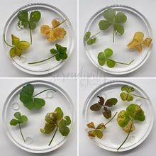 Load image into Gallery viewer, Floral Preservation Memorial Keepsake Coasters